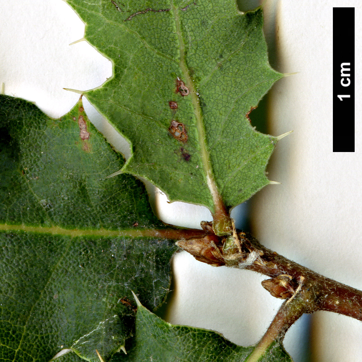 High resolution image: Family: Fagaceae - Genus: Quercus - Taxon: ×alvordiana (Q.douglasii × Q.john-tuckeri)